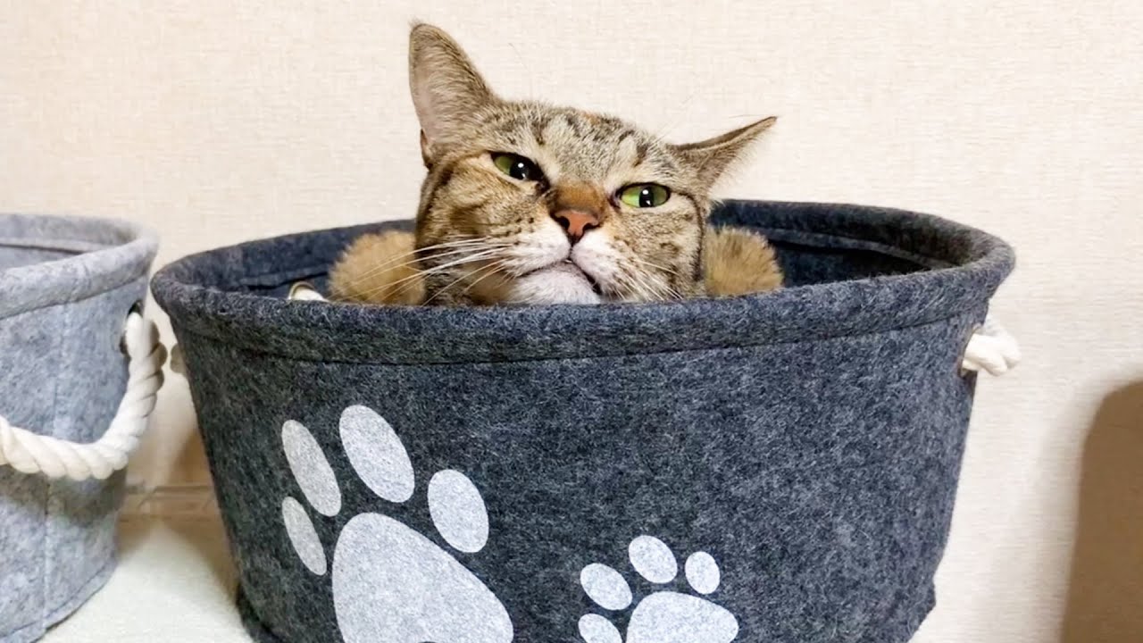 子猫リノの受け入れ準備万全です♪【柴犬と猫】