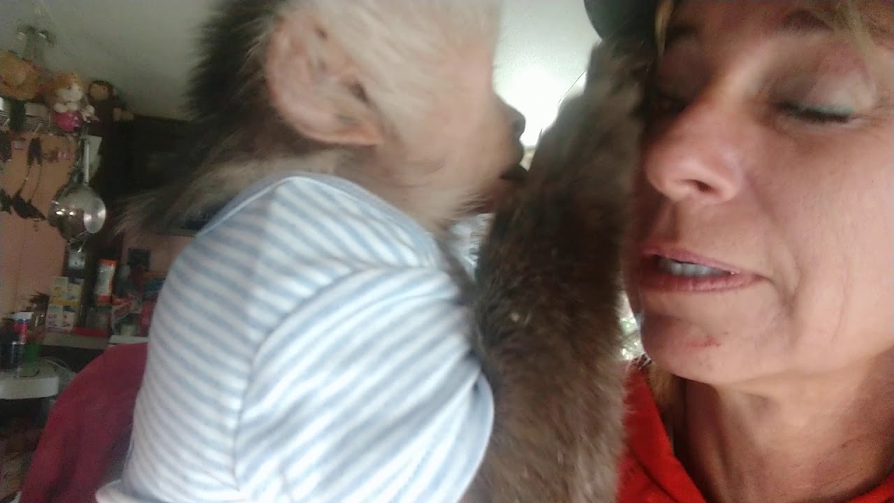 OUCH Monkey Man Louie Ray