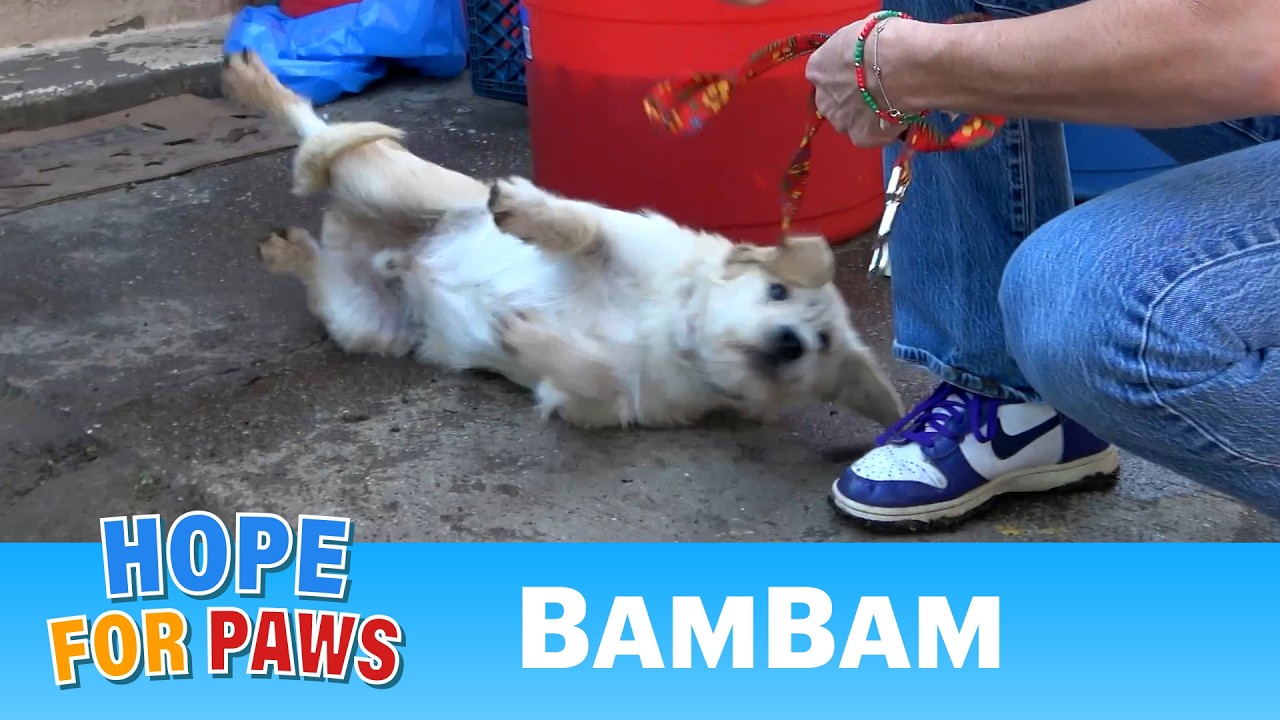 Abandoned dog needed medical help and a loving forever home.  💙