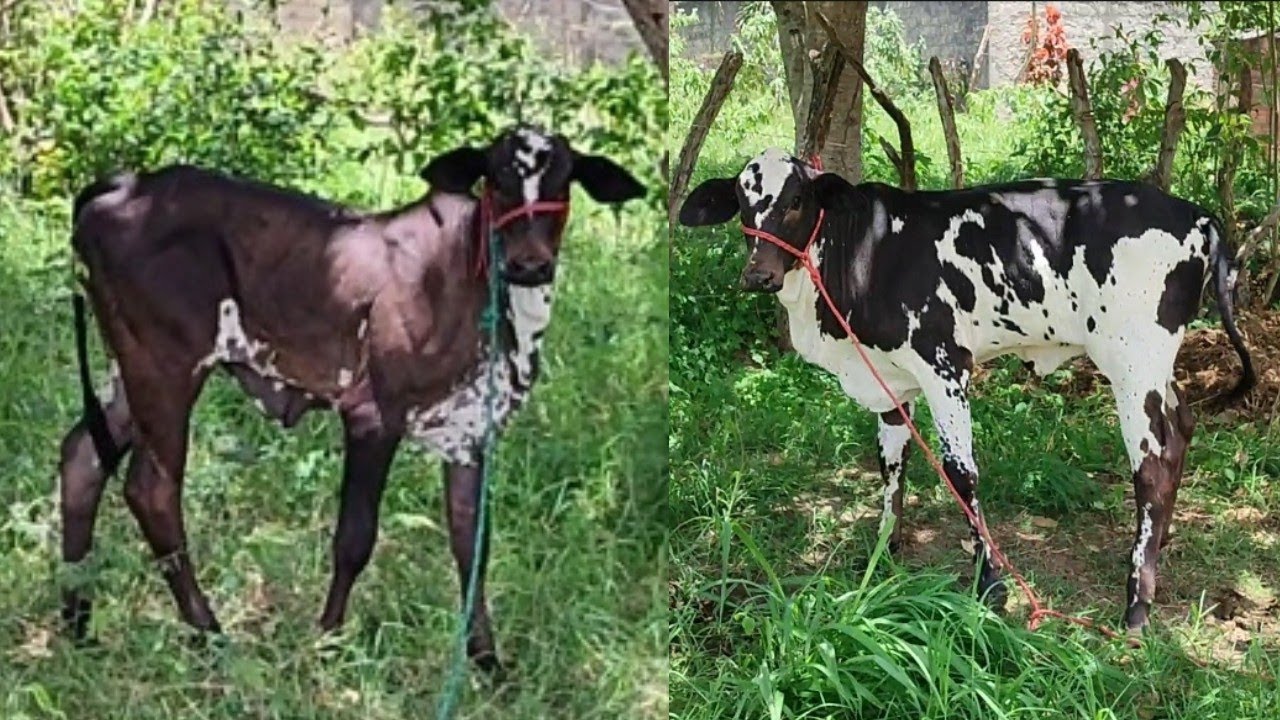 Ração top e 2 bezerra nelore top, Graças a Deus 
