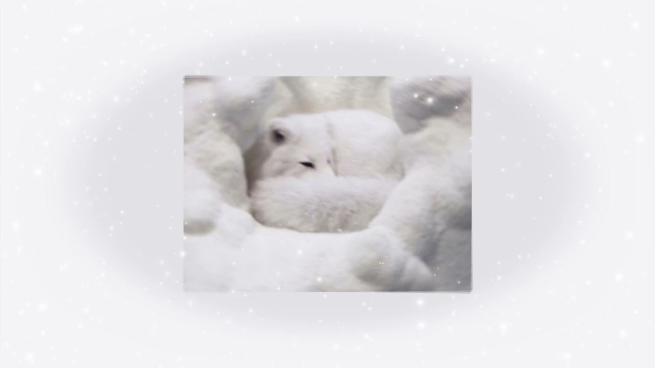 * ♡˚ 。fox + kitty beauty combo 。˚♡ * subliminal