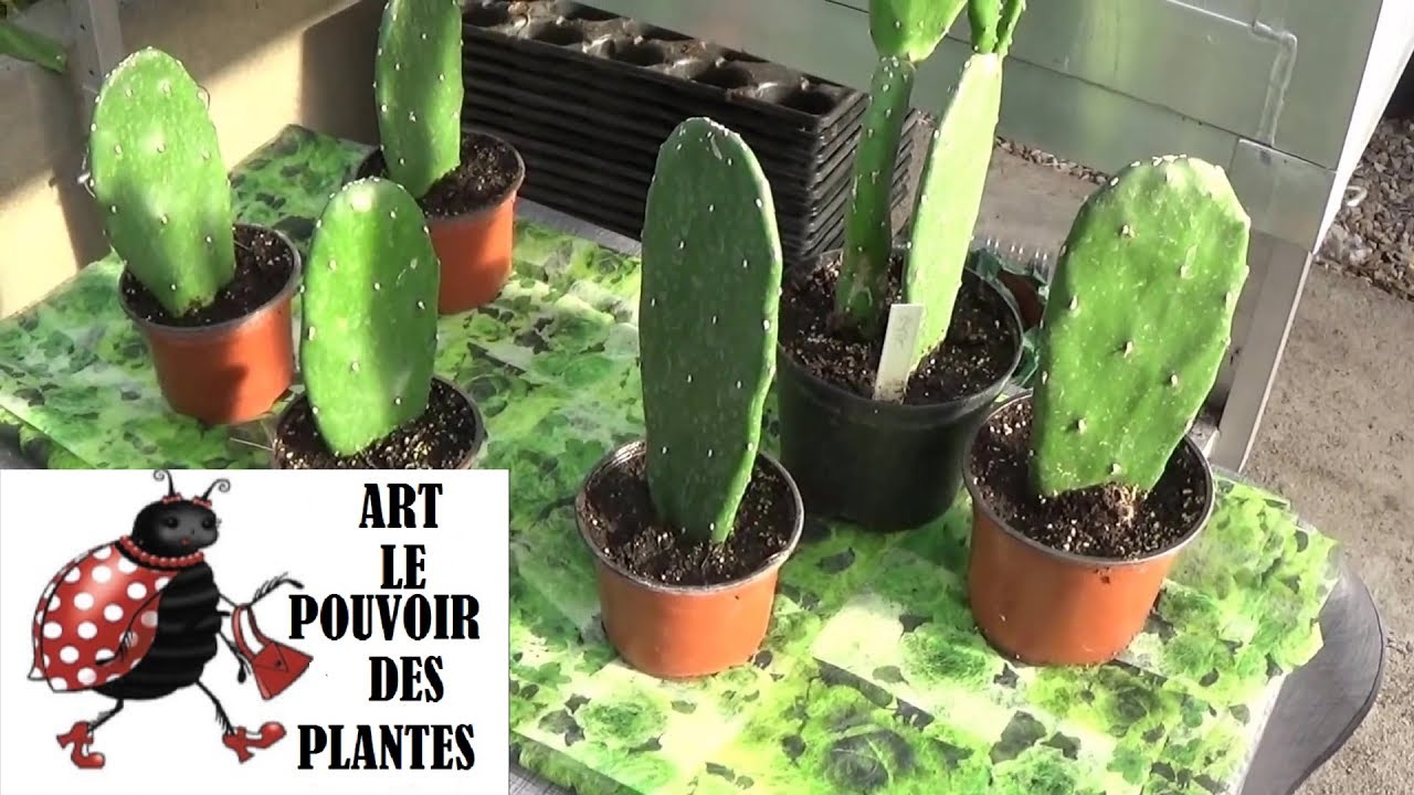 Tuto jardin: Figuier de Barbarie: Comment faire une bouture:  plantes vertes, succulente, grasse.