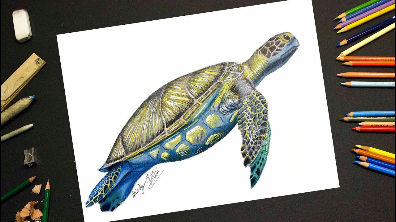 Drawing a Sea Turtle - Time Lapse Speed Painting - Prismacolor Pencils and Acrylic Markers Tutorial