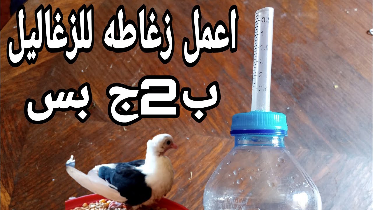 اصنع زغاطه للزغاليل ب2جنيه !!وكمان خلطه جباره لزياده الوزن في 3ايام👌
