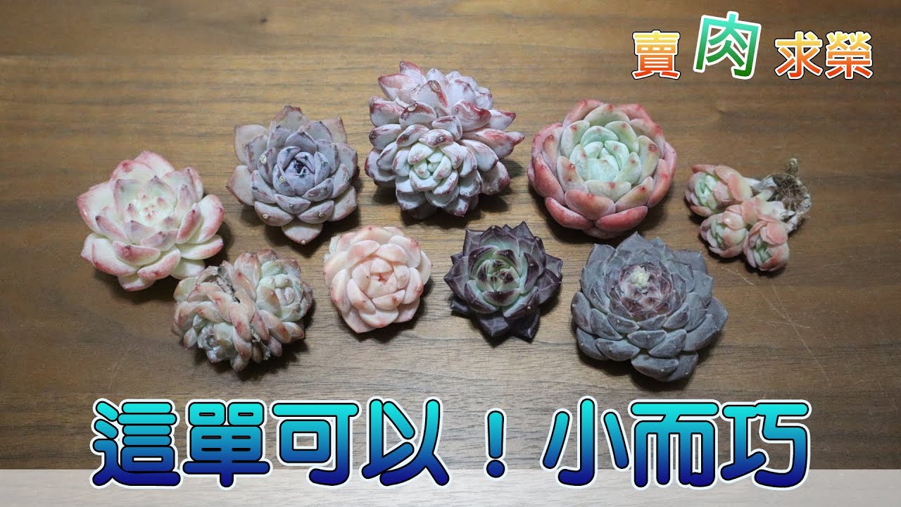 【賣肉求榮】Vol.169 多肉開箱．中小型的多肉種起來就是沒負擔~