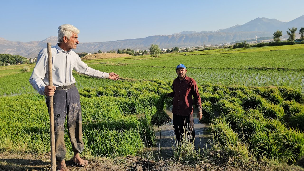 From rice fields to tents; is this the beginning of better days for Ahmad and Farideh?