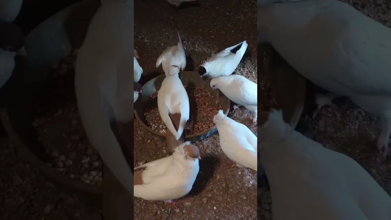 Message to all White Pigeons #unity #rejectthenarrative #bloodandsoil #loftlife #honor 