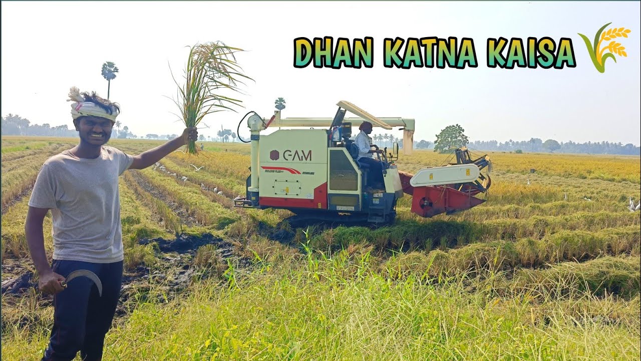 Khet Me Dhan Katna Kaisa🌾#paddycuttingmachine #paddy #paddyharvesting #viralvideo #villagevlog 