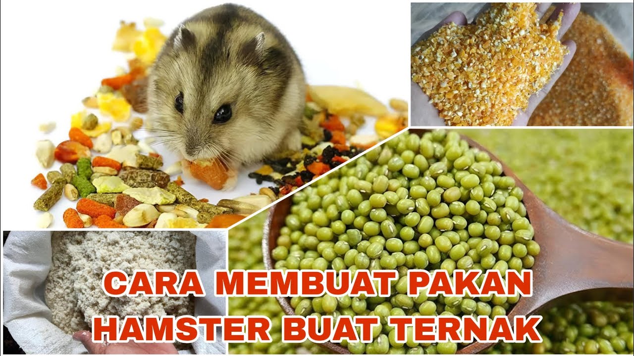 MEMBUAT MAKANAN HAMSTER UNTUK TERNAK ‼️  (BONGKAR RAHASIA NYA DI SINI)