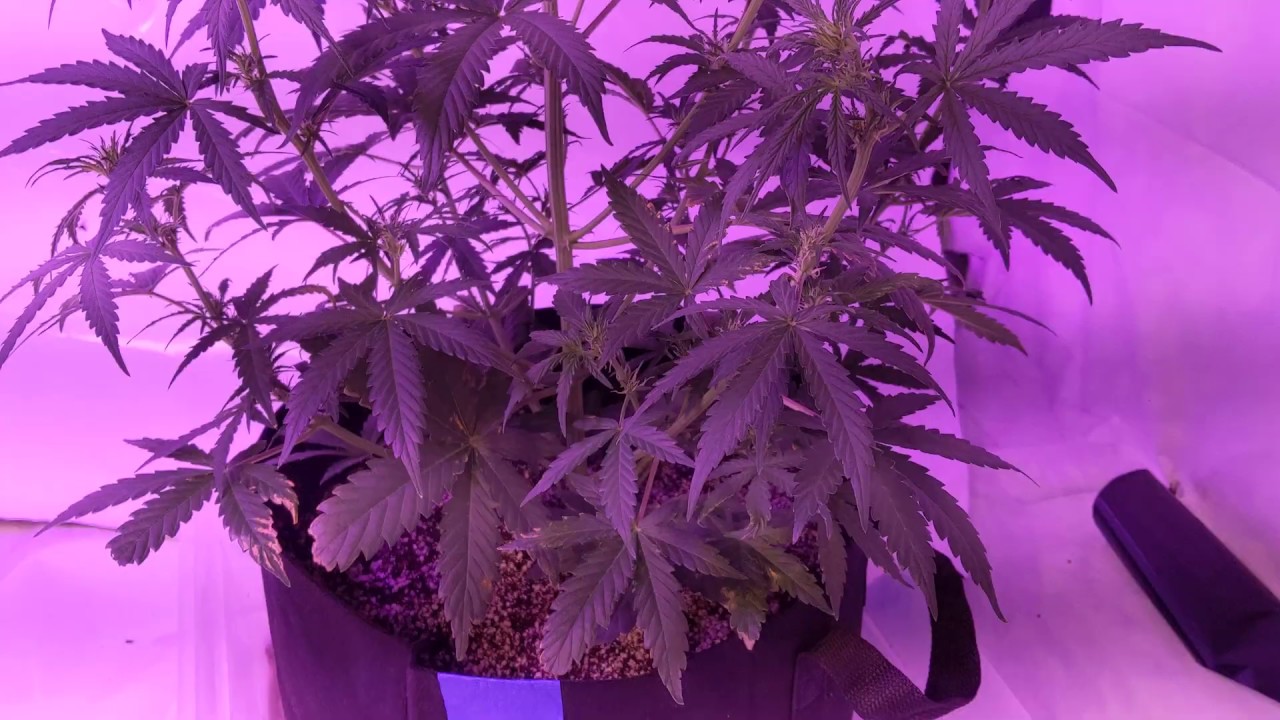 Dinafem Blue Critical Day 29