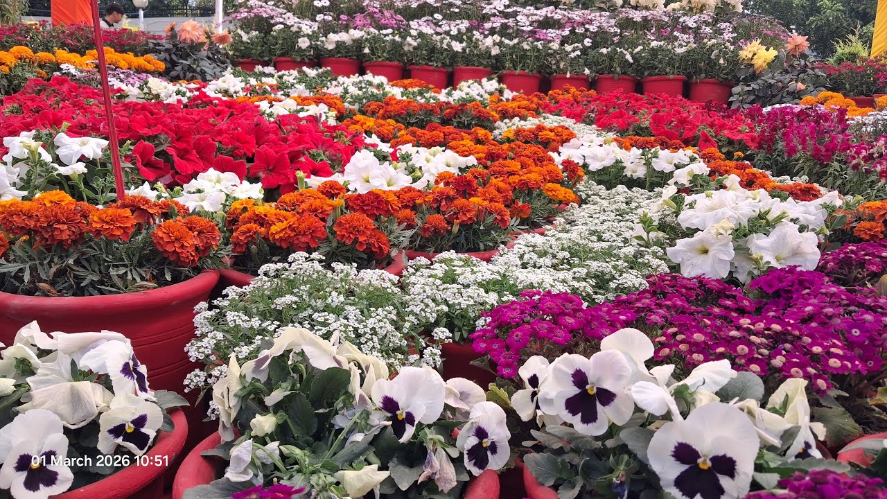 vassurozie hil is live