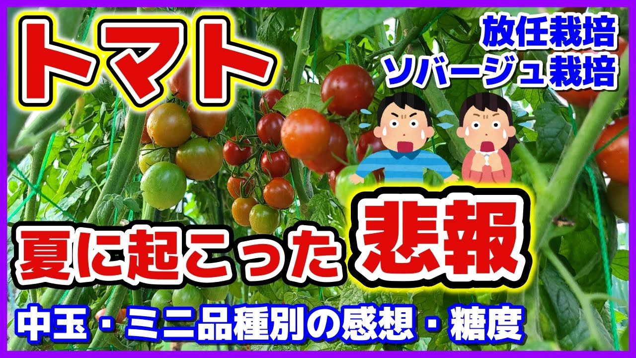 【悲報と味感想】多品種栽培した中玉とミニトマト（放任栽培・ソバージュ栽培）の糖度と味感想＆夏に起こった悲報／Mr.浅野のけっさく・レッドオーレ・プチぷよ他／白絹病／家庭菜園