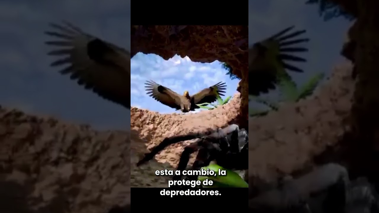 🕷️🐸TARÁNTULAS y RANAS — Una SIMBIOSIS Sorprendente Y Mutuamente BENEFICIOSA