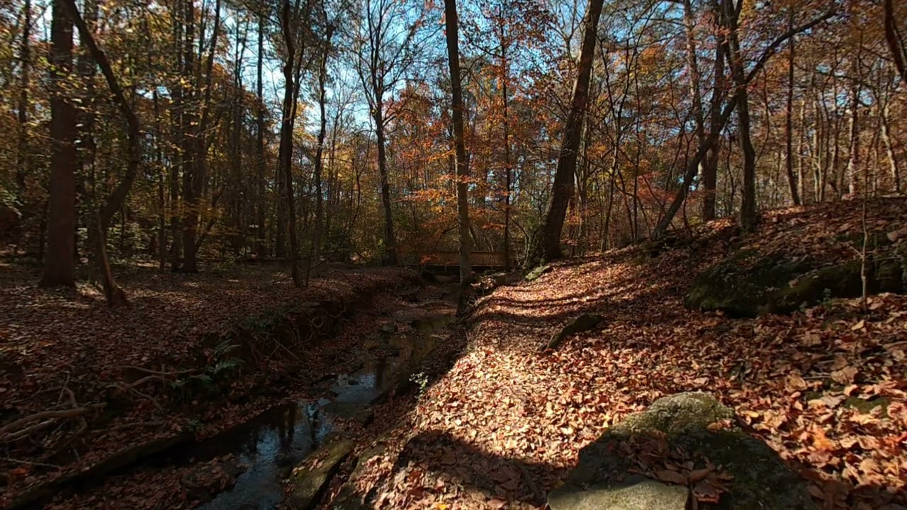 SLAM XCAM: Falling Leaves, Sandy Springs GA (VR180)