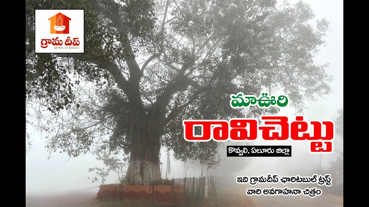మా ఊరి రావి చెట్టు - Peepal Tree of Our Kovvali Village - Its Importance