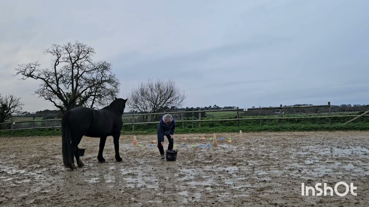 Concours equifeel virtuel caval go 2025/ Marina & Ti noir / club 1 - manche 1.