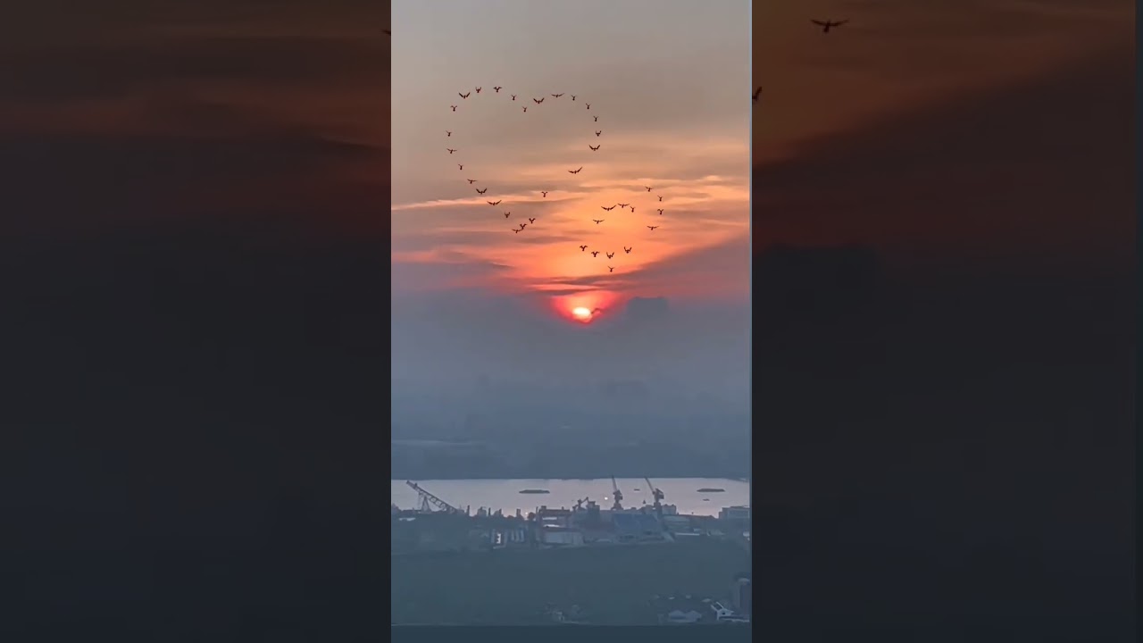 sun rise 🌅 morning view with beautiful nature bird #shorts #nature #video