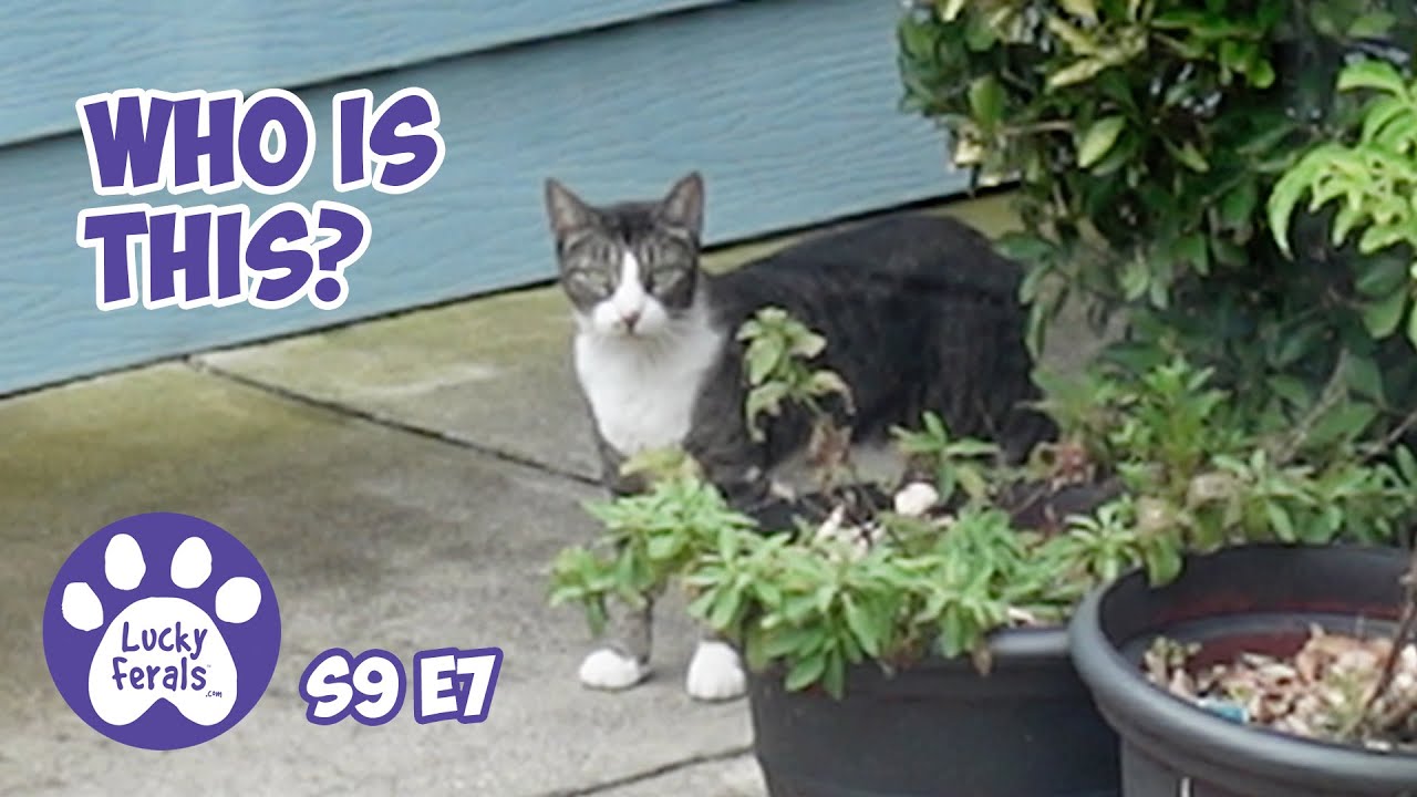 Ринго напал на Голди, Симба застрял, сюрприз с кошачьей едой &mdash; Lucky Ferals Cat Vlog S9 E7