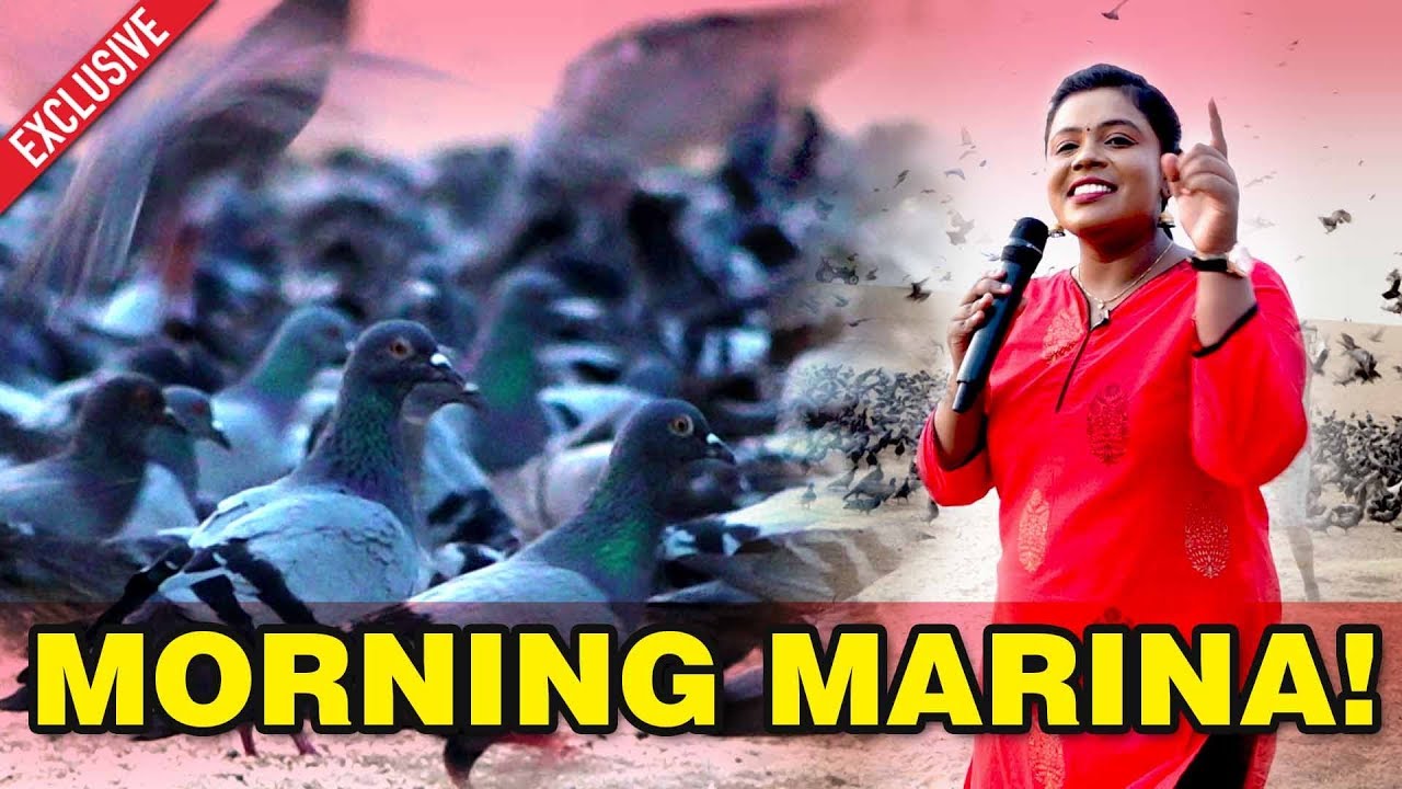 மெரினாவுக்கு போனால்  இதை மிஸ் பண்ணிடாதீங்க !!! | Marina Beach | Pigeon Farming | IBC Tamil