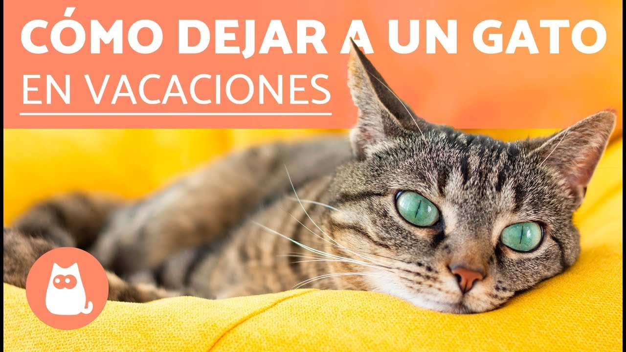 Me voy de vacaciones - ¿QUÉ HAGO CON MI GATO?
