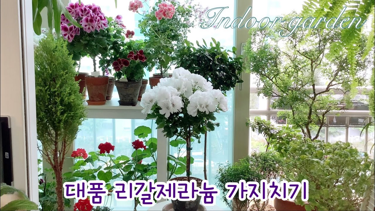 콴탁더블다이먼/프린세스오브웨일즈/타이앱프린세스/터키쉬커피/에스캡프란지드아즈텍