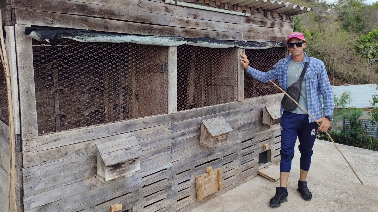 Palomas 🇨🇺 Cuba Holguín Campeón de velocidad Luis Miguel Leal