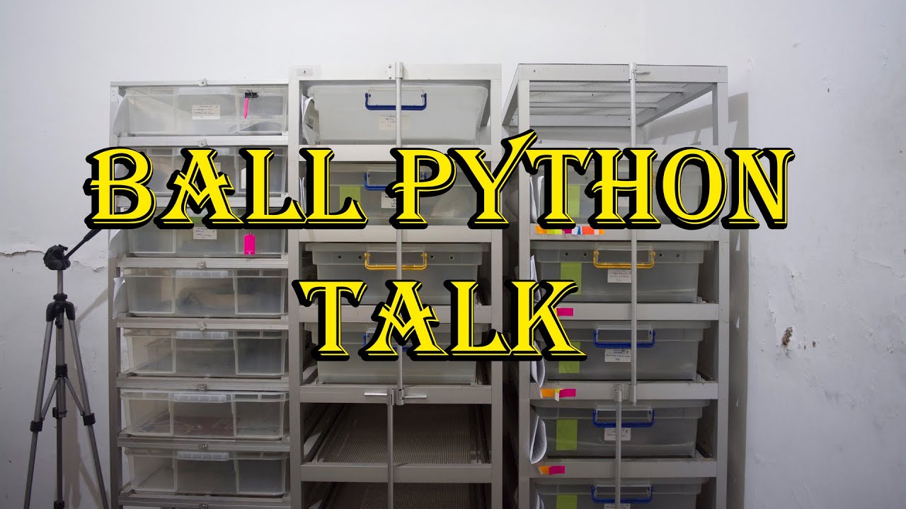 BALL PYTHON TALK 01 - BALL PYTHON UNTUK PEMULA