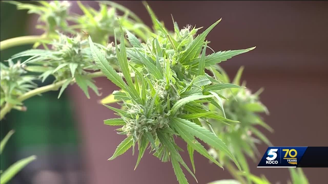 One of Oklahoma&rsquo;s largest medical marijuana grow operations fighting accusations