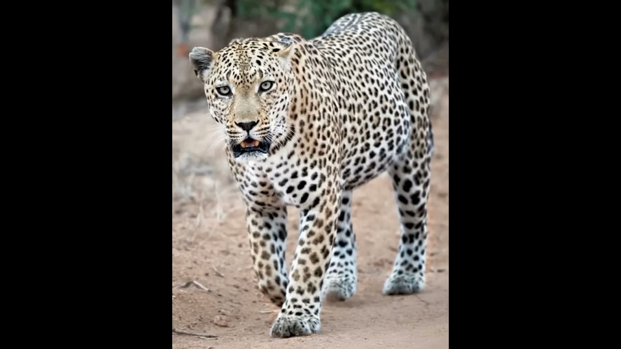 African Leopard Sound Effects 🐆 🔊