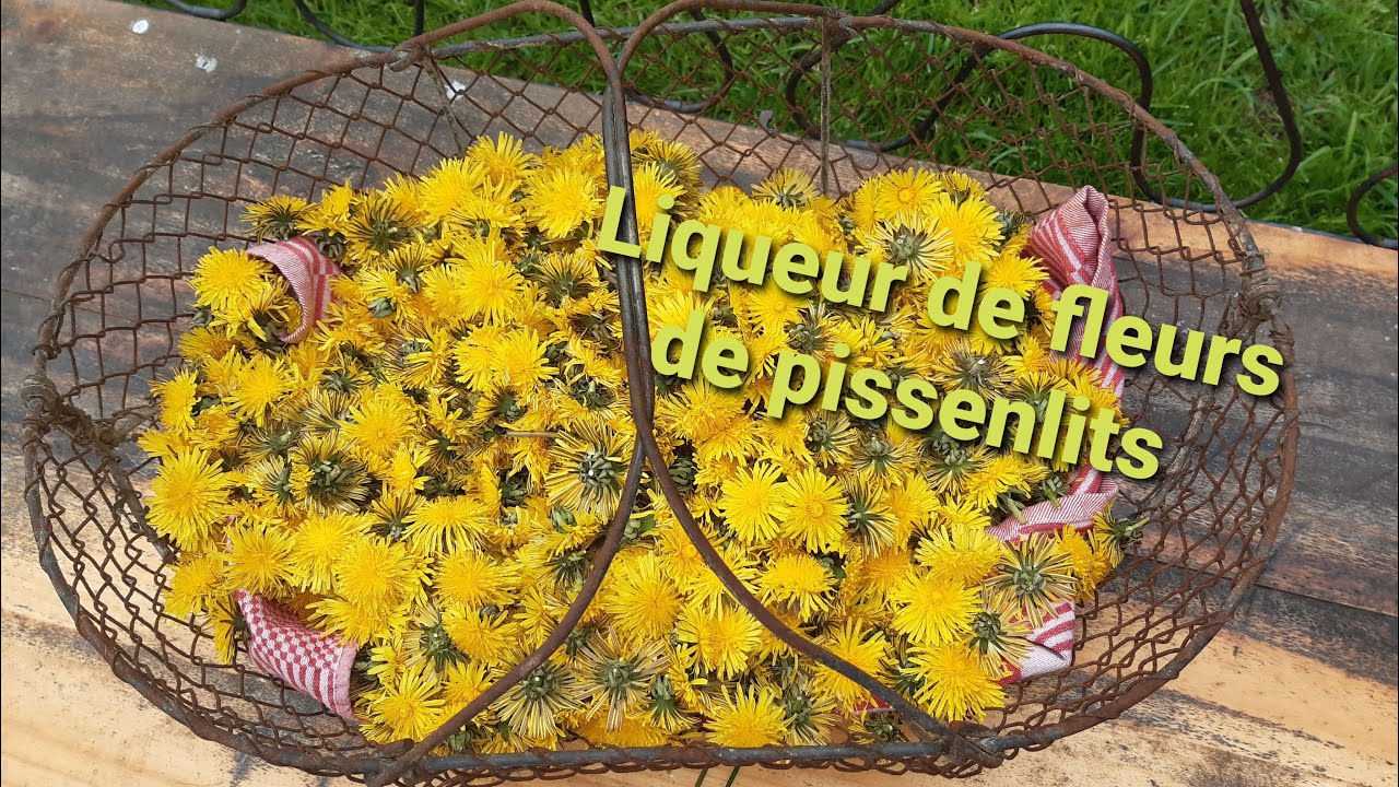 Liqueur de fleurs de Pissenlit