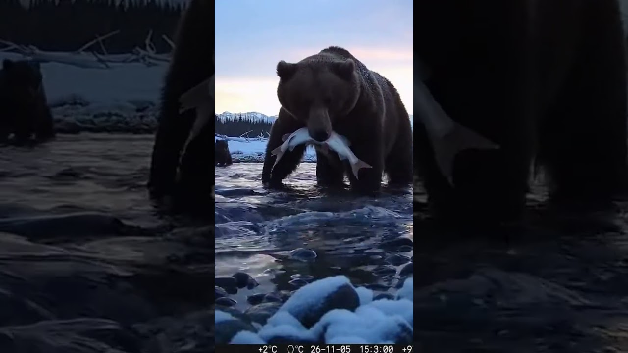 Grizzly Bear & Cubs Catch Trout on Trail Cam in Snowy River 😱❄️ | Epic Fishing Moment 2026
