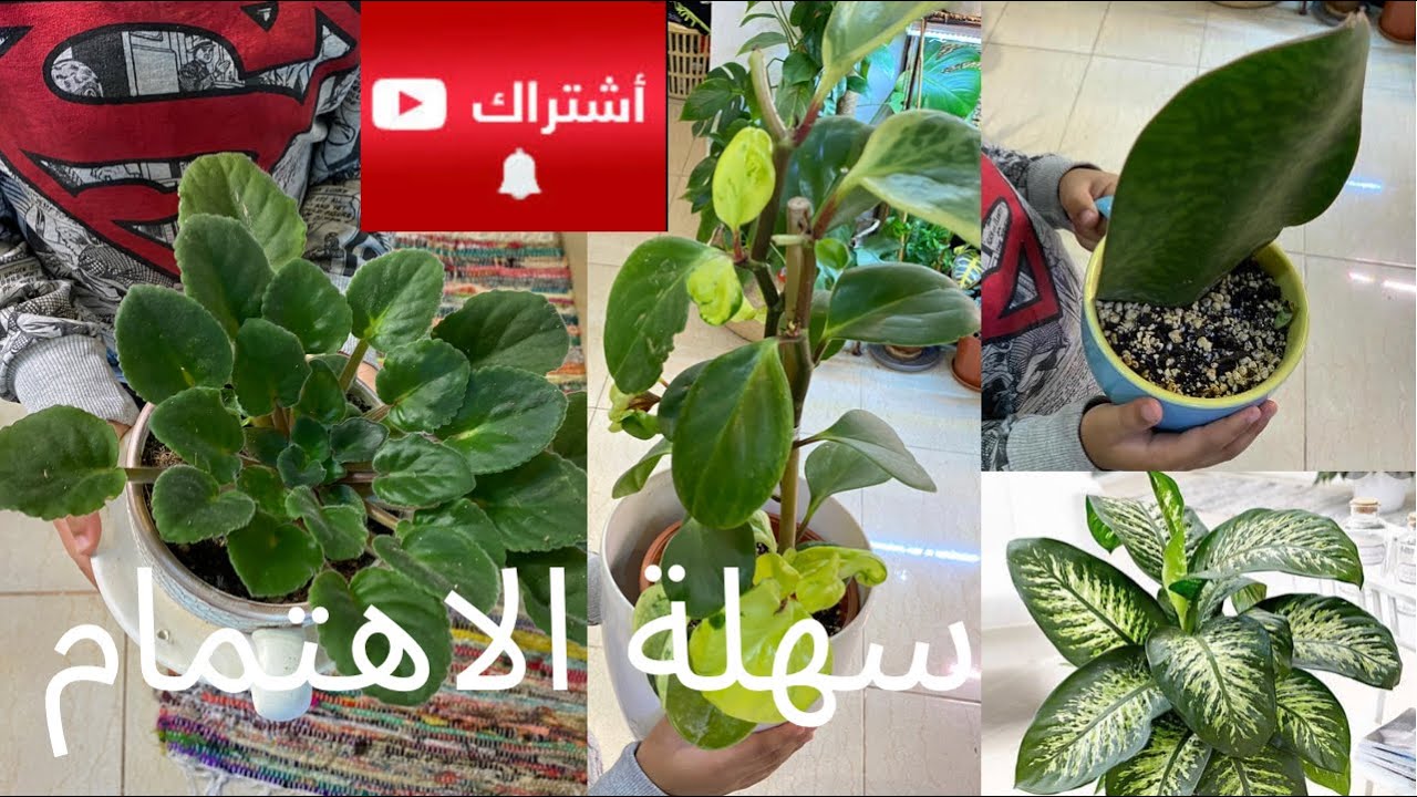 نباتات سهلة العناية و الاهتمام في بيتي بدون شمس 🌞😍