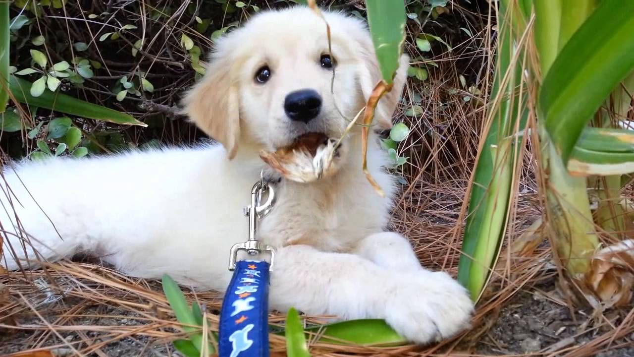 Golden Retriever Puppy - 8 Weeks To 10 Months Old Video Montage - Warning: Very Cute!