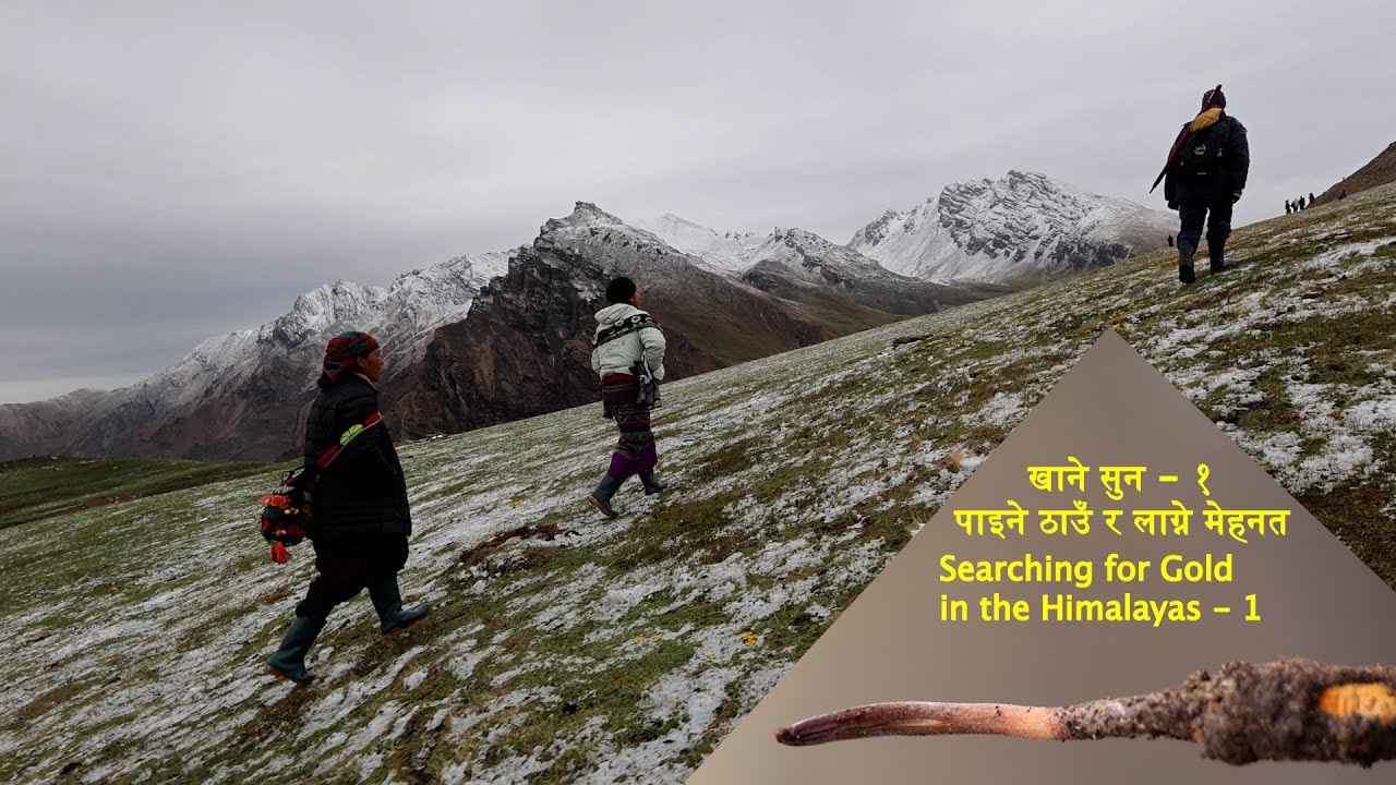 Searching for Gold in the Himalayas - 1/खाने सुन - १ #यार्सागुम्बा #ophiocordyceps #ansabnepal