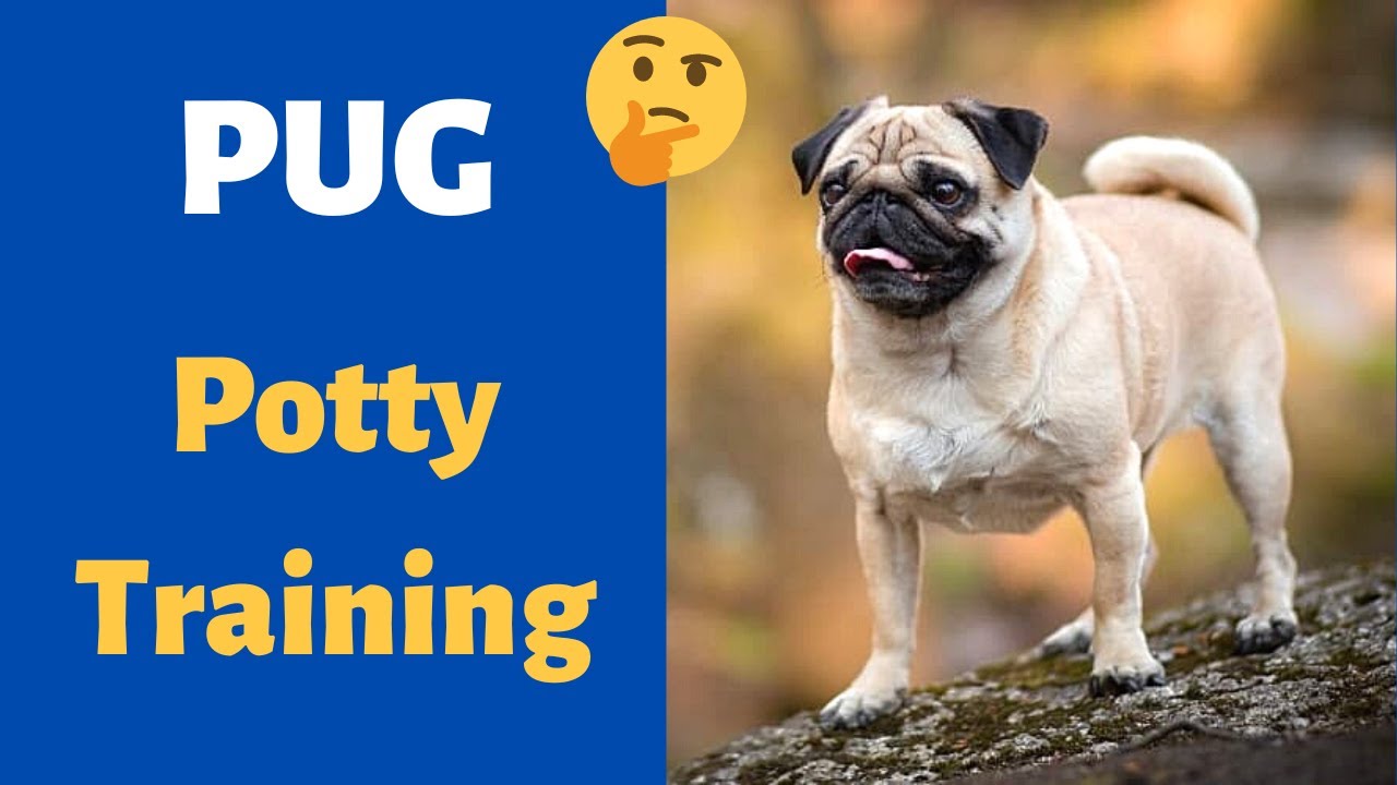 How To Potty Train A Pug Puppy With Tips | Are Pugs Hard To Potty Train?