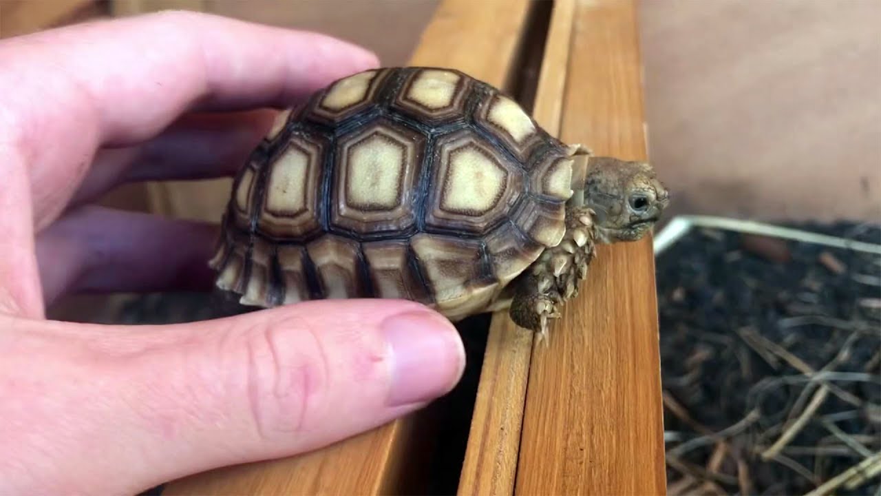 ¿Como conservar la humedad en tu terrario para tortugas de tierra?