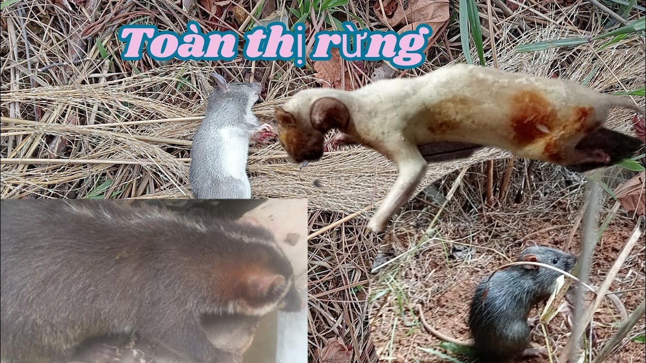 THĂM BẪY ĐẦU NĂM DÍNH ĐƯỢC HÀNG KHỦNG 