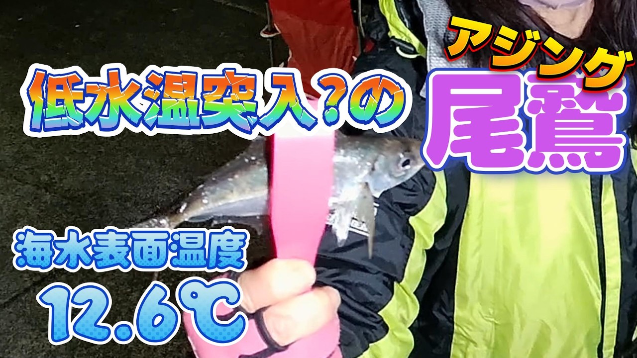 2026.2.7 低水温突入?の尾鷲でアジング