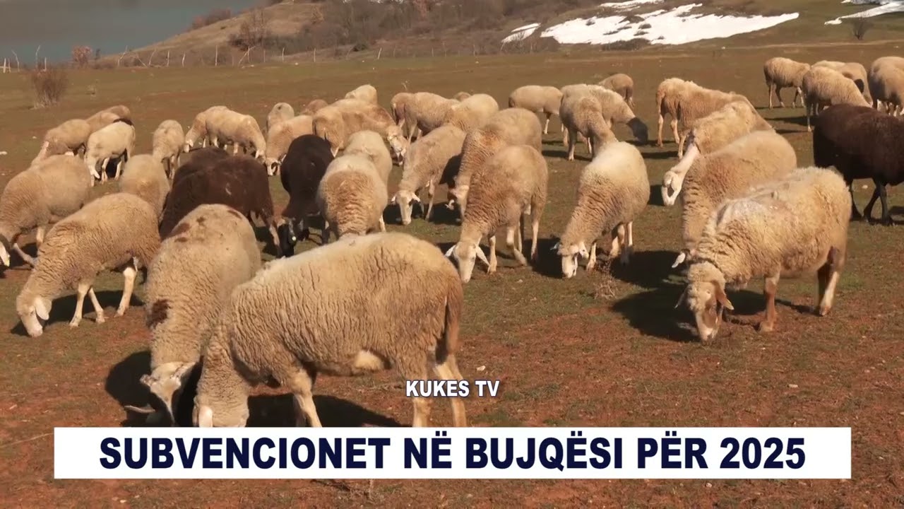 SUBVENCIONET N&Euml; BUJQ&Euml;SI P&Euml;R 2025