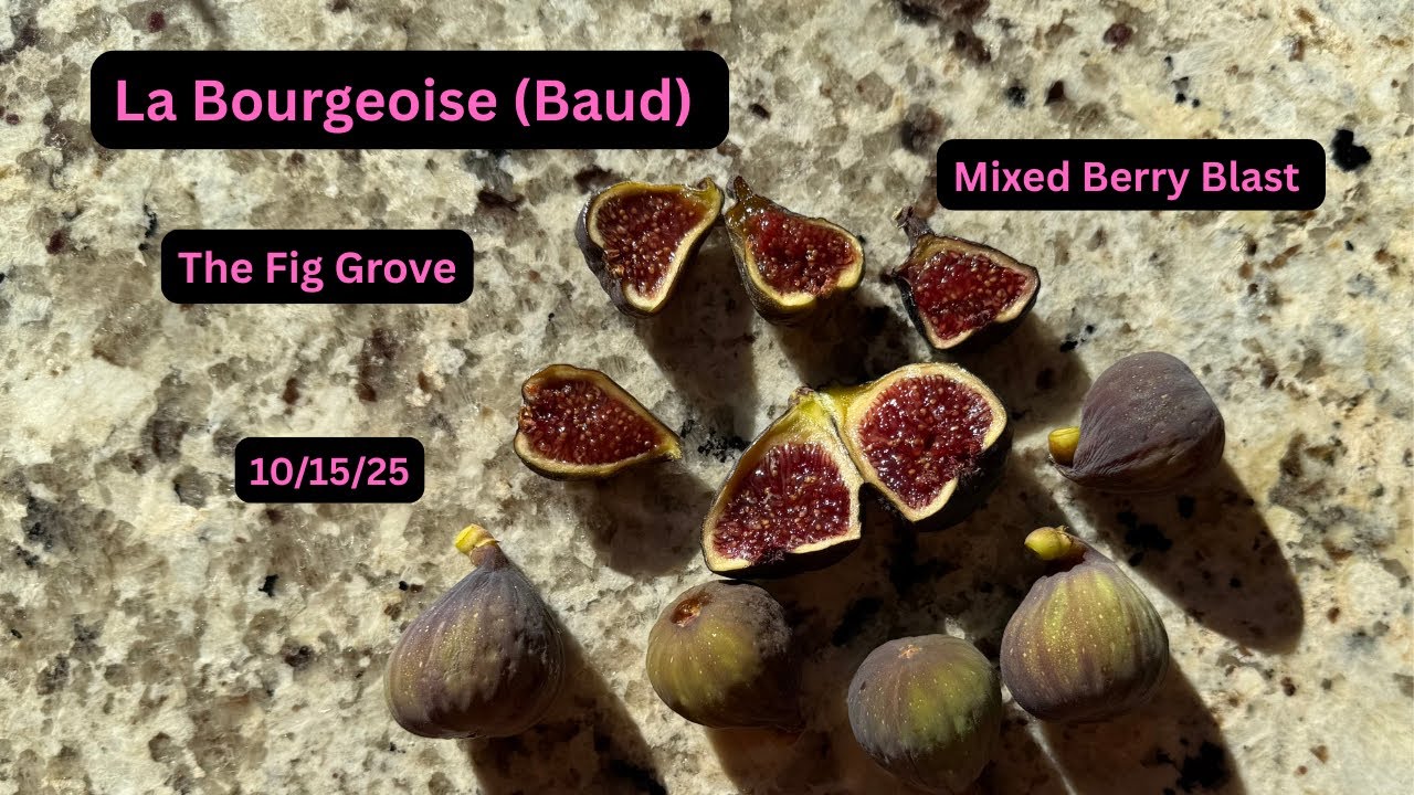 La Bourgeoise (Бод) — Влияет ли холодная погода на вкус и сложность инжира? 🥶