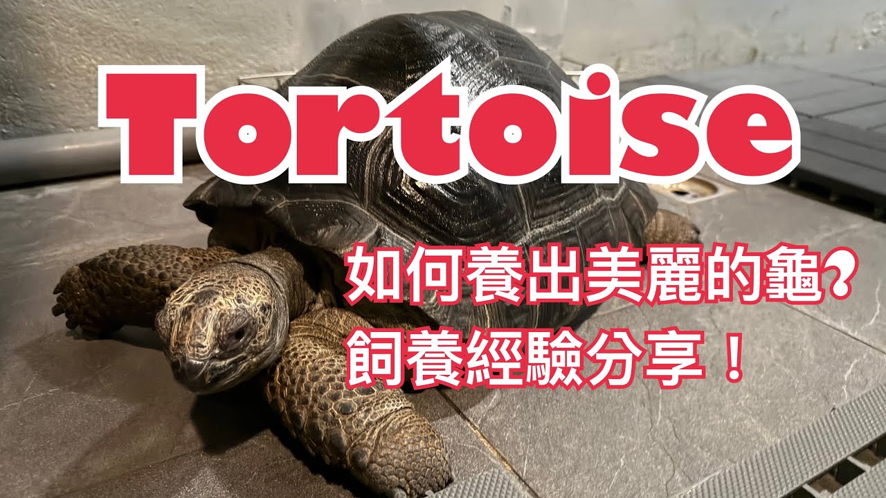 TORTOISE ｜亞達伯拉｜如何養出美麗的陸龜｜飼養經驗分享
