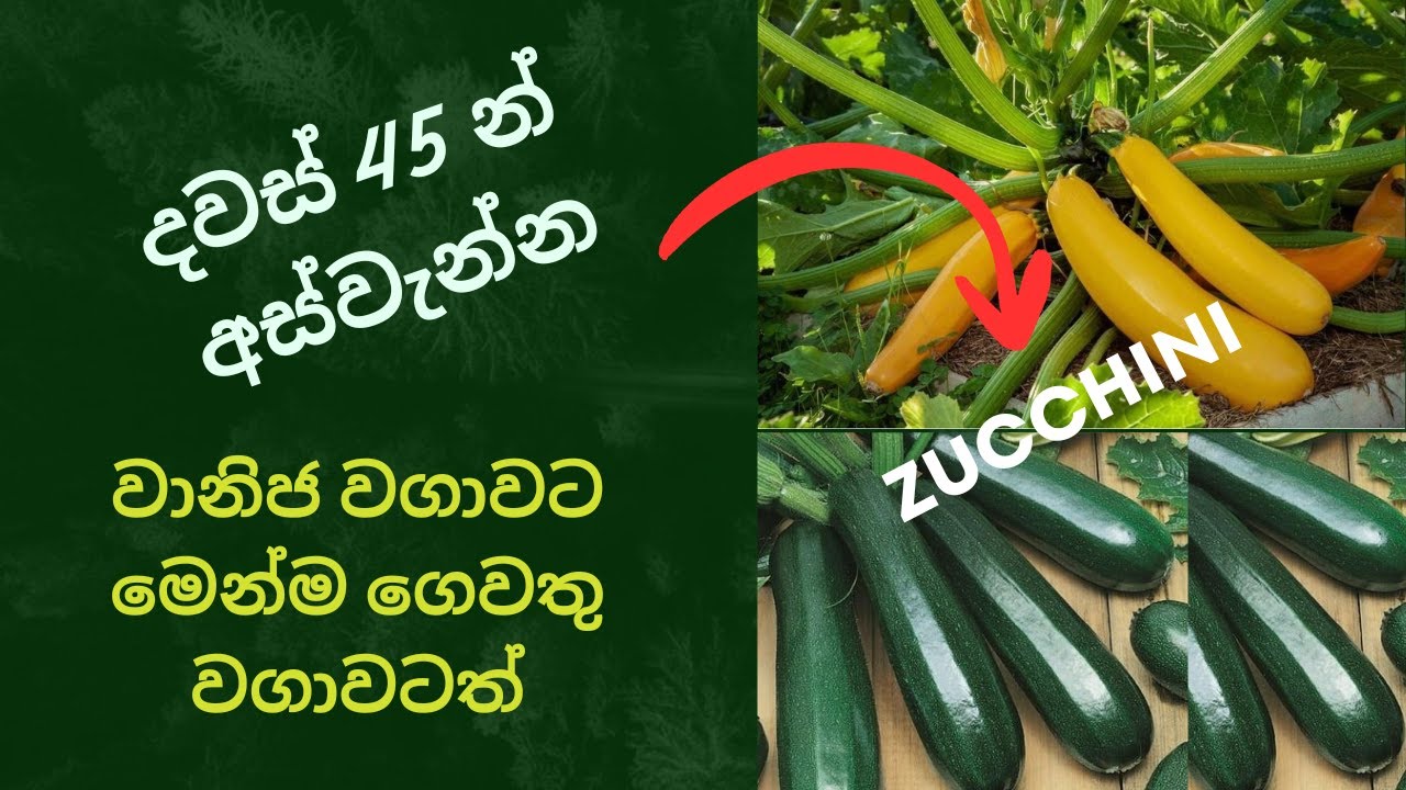 දවස් 45 න් අස්වැන්න දෙන සුකිනි වගාව A to Z