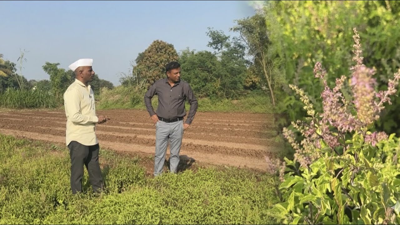 ‘तुळशी’ची शेती, कोणते वाण चांगले, किती उत्पादन, किती खर्च 