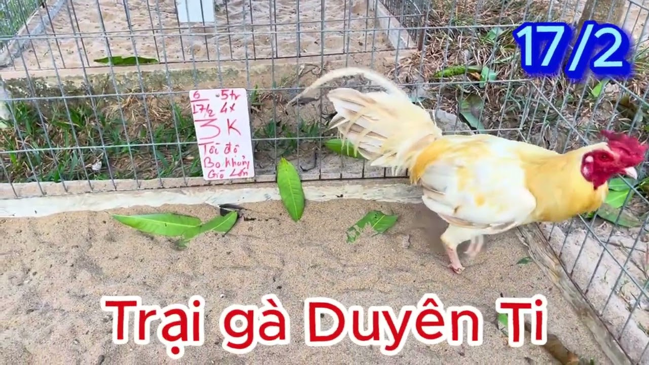 1 clip duy nhất xem ai hữu duyên nhe - TRẠI GÀ DUYÊN TI
