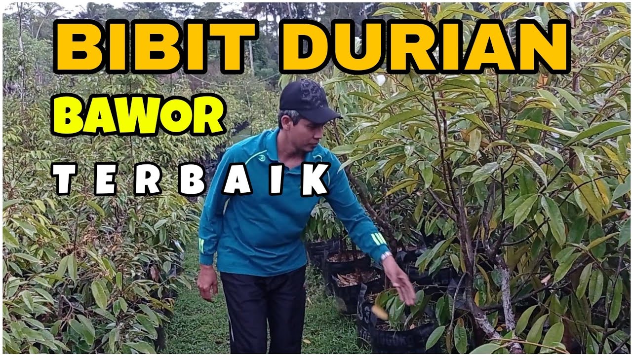RATUSAN RIBU BIBIT DURIAN UNGGUL BAWOR BERSERTIFIKAT | PRODUKSI 1 JUTA BIBIT PER TAHUN !!