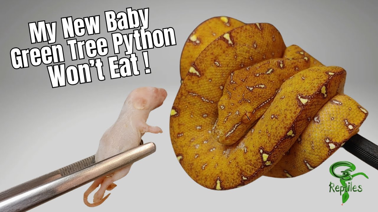 How To Get Your New Baby Green Tree Python To Eat - 