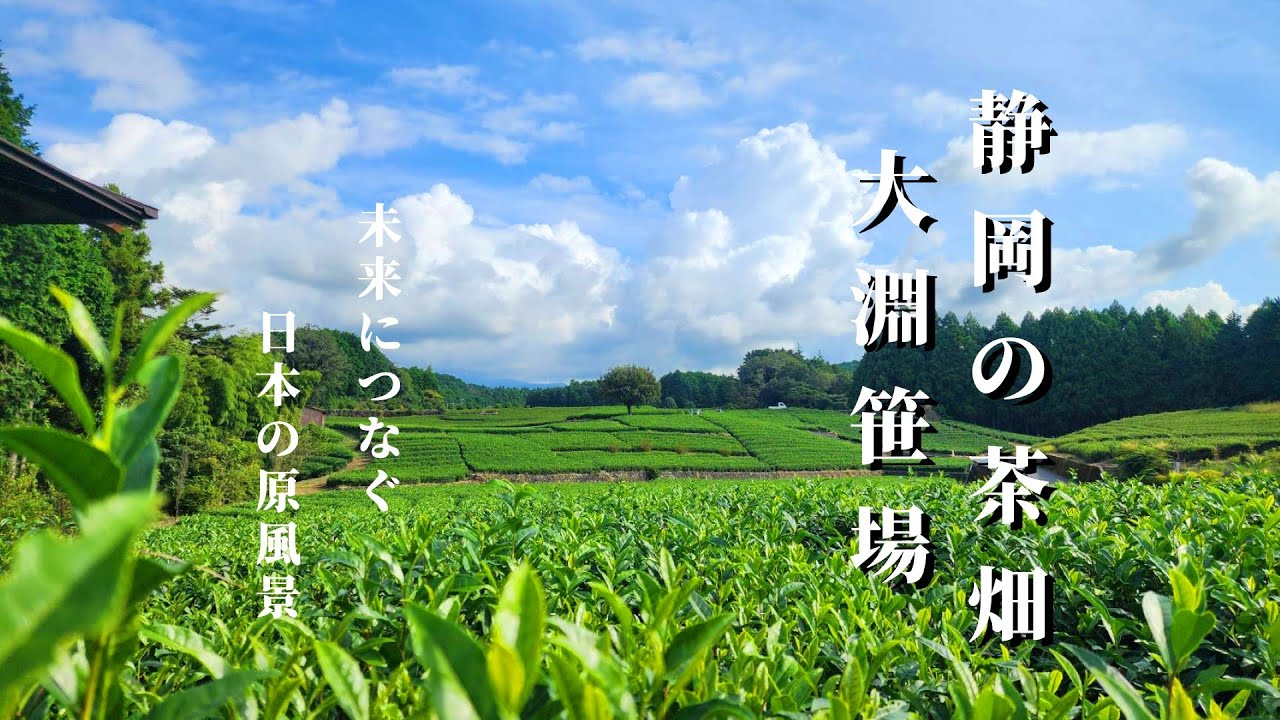 富士山と茶畑の絶景を求め大淵笹場へ＃景観＃景色＃壮大＃tea plantation＃Japanese tea plantation＃Shizuoka Tourism