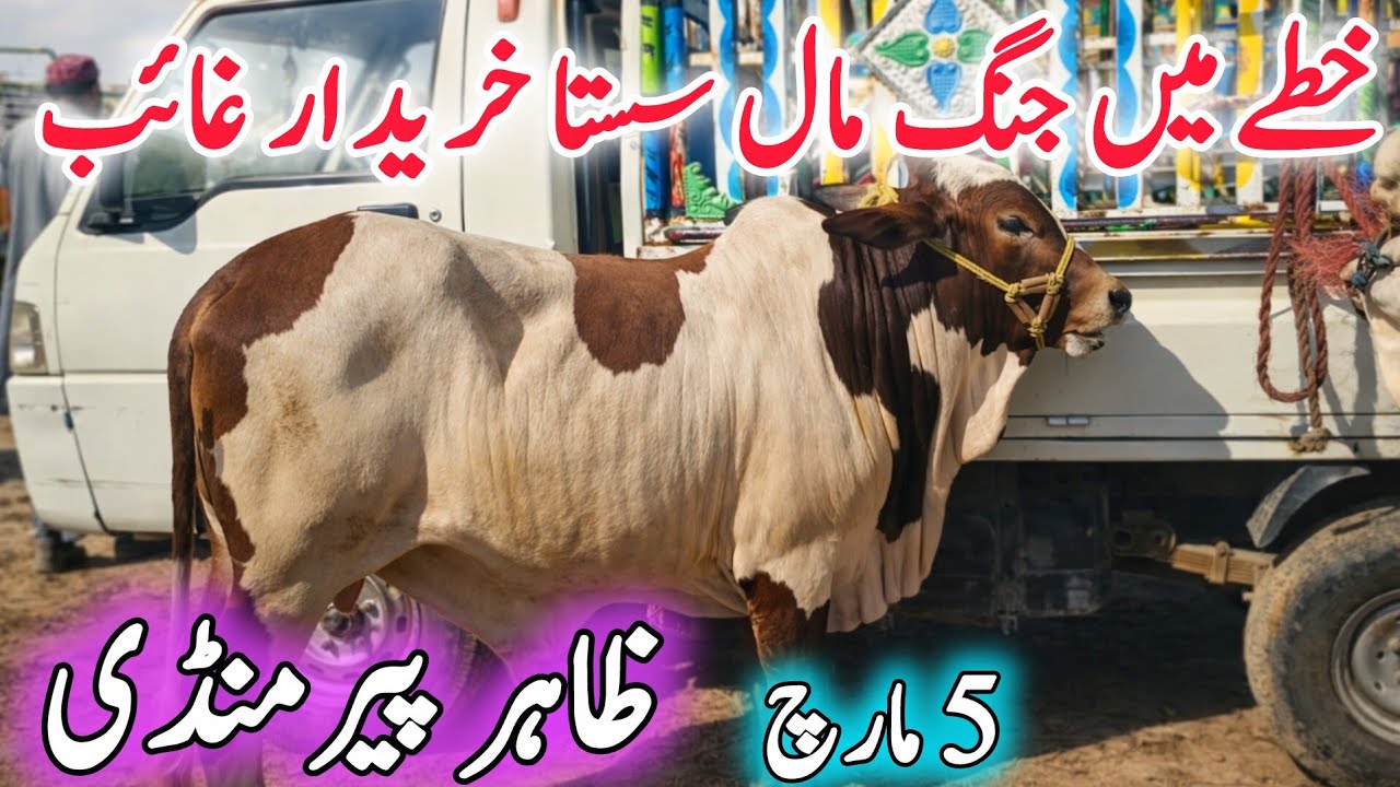 Today Video Zahir Cow Mandi | Ablak Brahman Cholistani Sahiwal Bachre | MANDI 2026