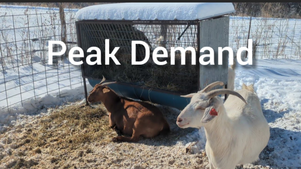 Nutrition for pregnant and lactating goats