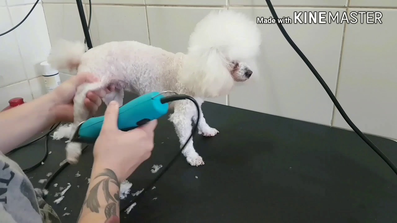 Tosa padrão poodle